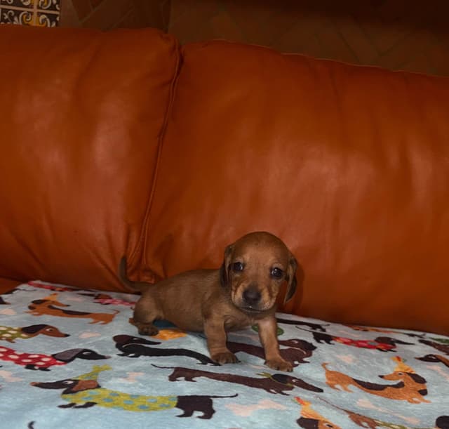 Mini Wild Boar Red Doxie Pups 602-538-4592 media 5