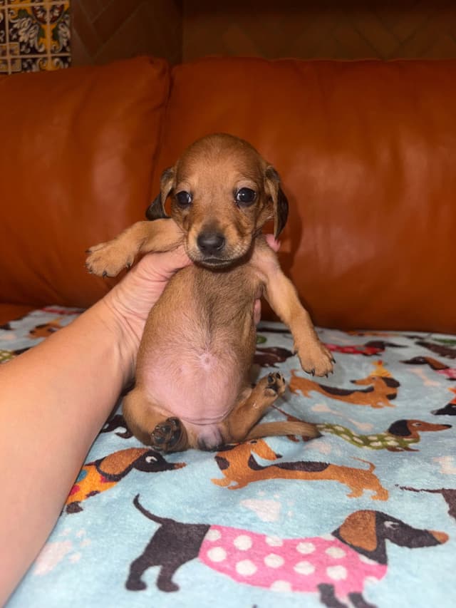 Mini Wild Boar Red Doxie Pups 602-538-4592 media 6