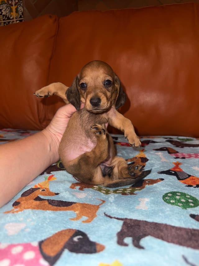 Mini Wild Boar Red Doxie Pups 602-538-4592 media 4
