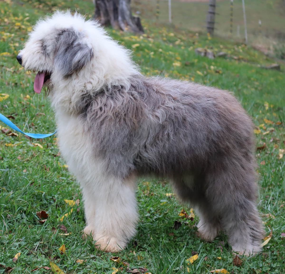 Old English Sheepdog Puppies breeder image 1