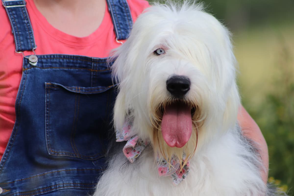 Old English Sheepdog Puppies breeder image 2