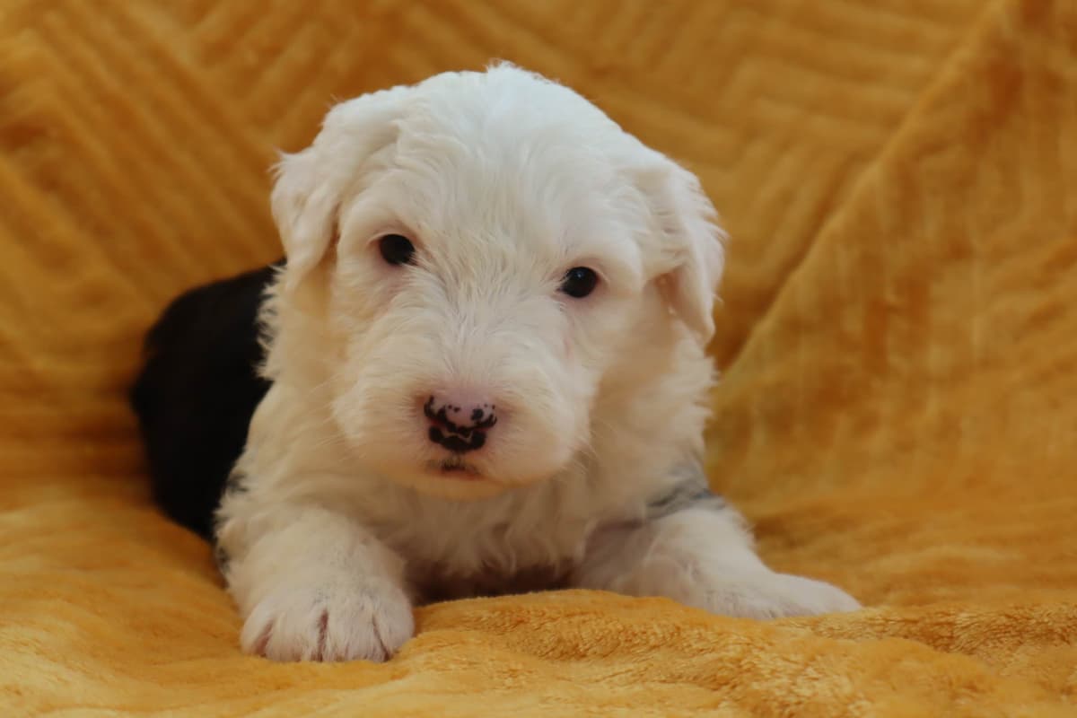 Old English Sheepdog Puppies breeder image 4