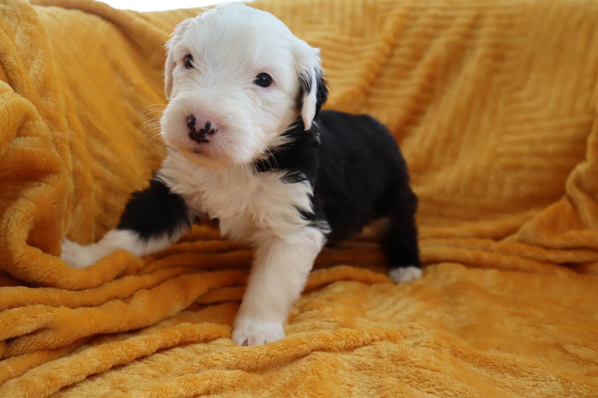Old English Sheepdog Puppies breeder image 5