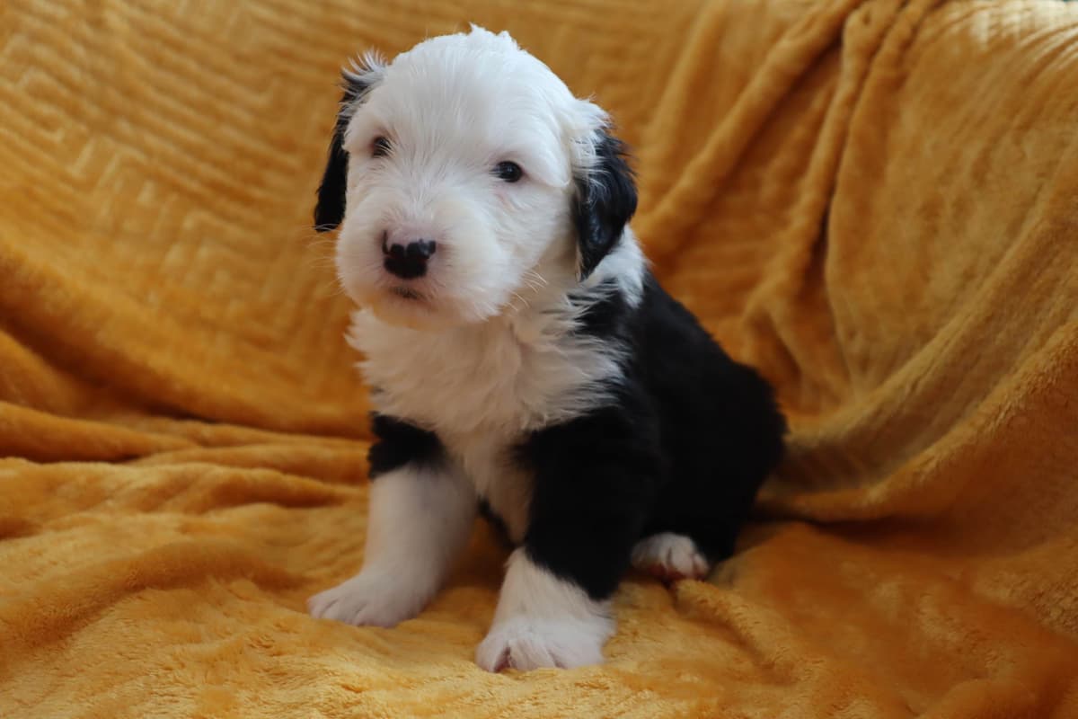 Old English Sheepdog Puppies breeder image 6