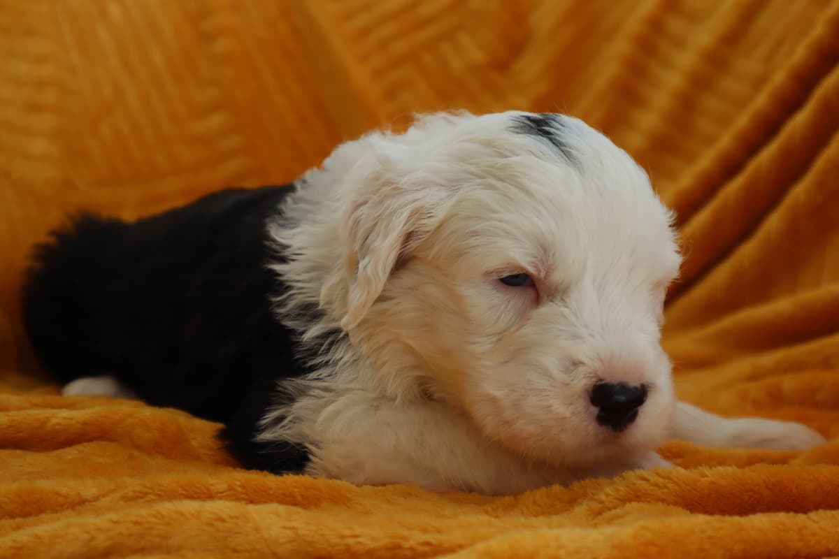 Old English Sheepdog Puppies breeder image 7