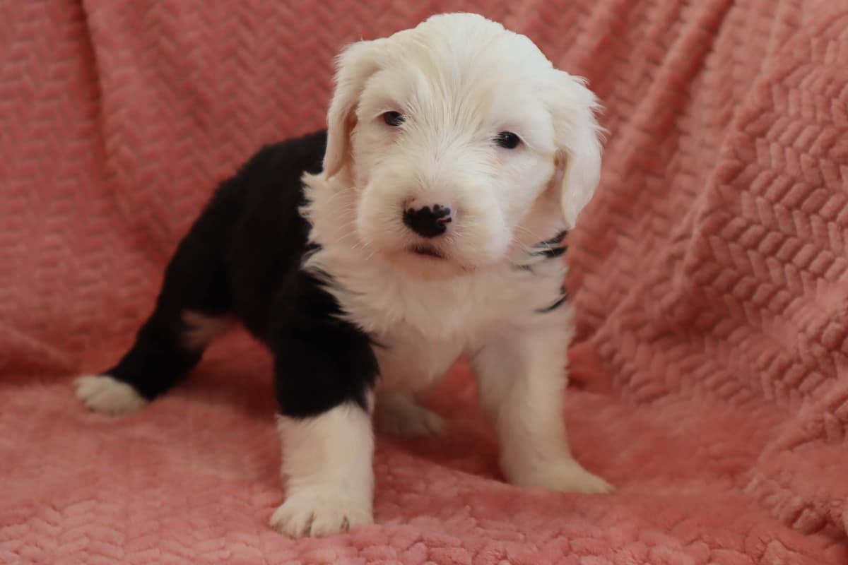Old English Sheepdog Puppies breeder image 8
