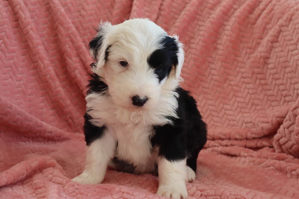 Old English Sheepdog Puppies breeder image 9