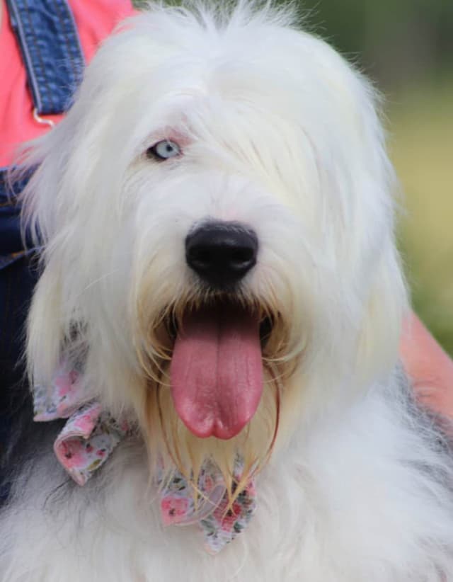 Old English Sheepdog Puppies media 3