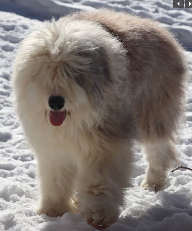 Old English Sheepdog Puppies media 4