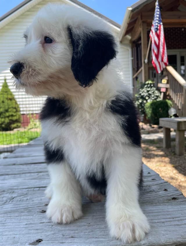 Old English Sheepdog Puppies media 5