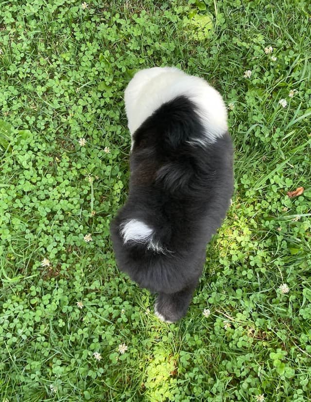 Old English Sheepdog Puppies media 6