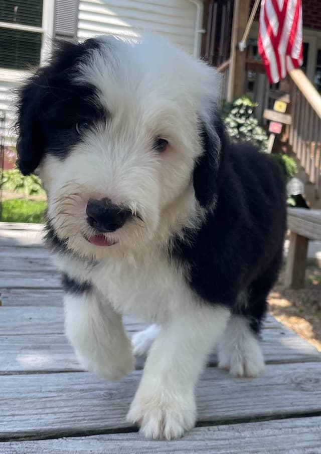 Old English Sheepdog Puppies media 7