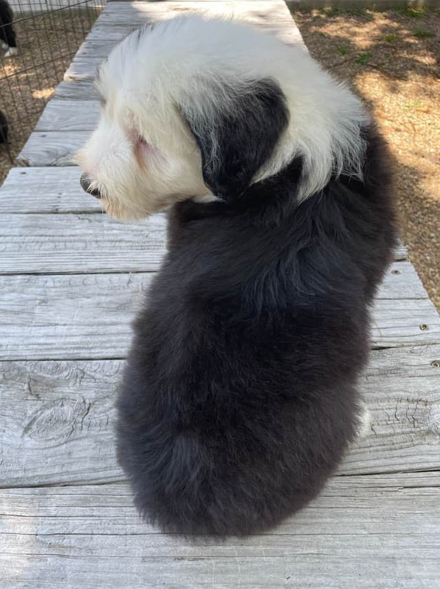 Old English Sheepdog Puppies media 8
