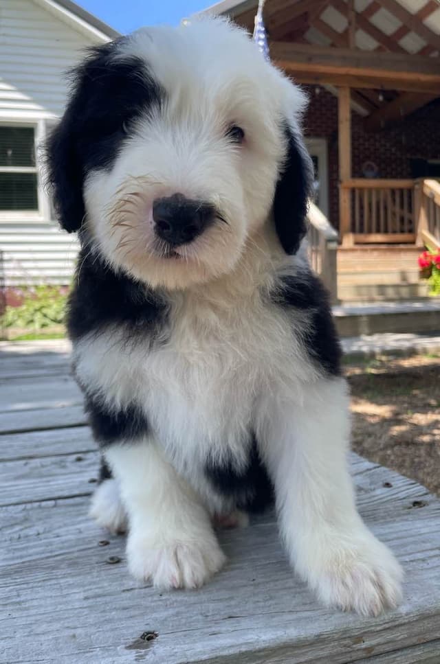 Old English Sheepdog Puppies media 9