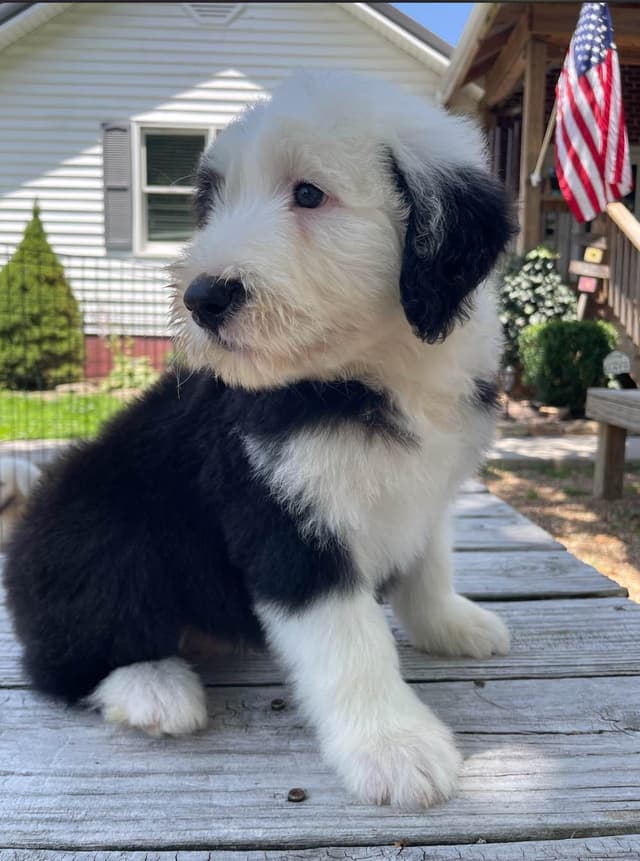 Old English Sheepdog Puppies media 13