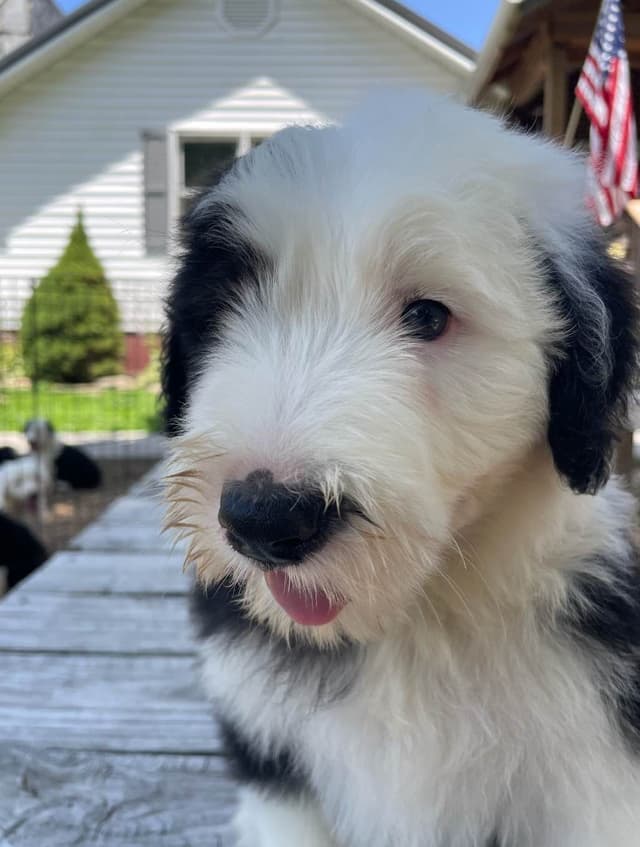 Old English Sheepdog Puppies media 10