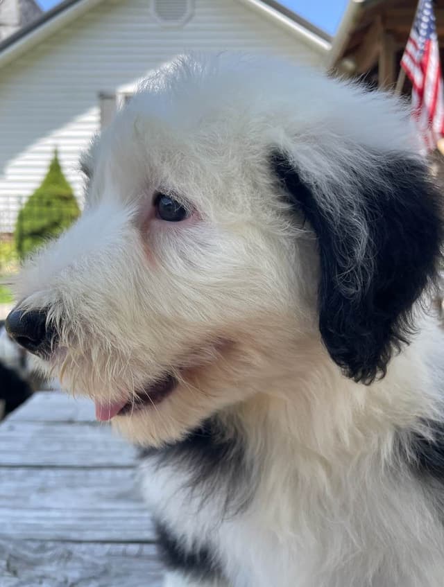 Old English Sheepdog Puppies media 11