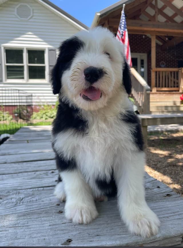 Old English Sheepdog Puppies media 12