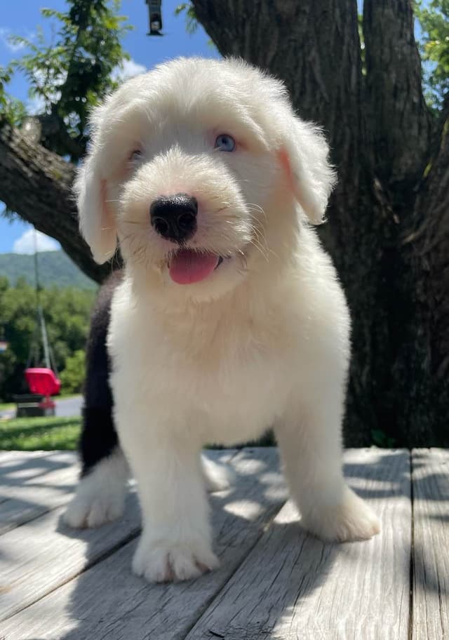 Old English Sheepdog Puppies media 15