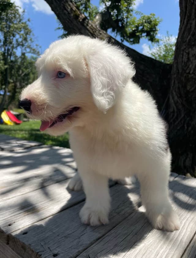 Old English Sheepdog Puppies media 16