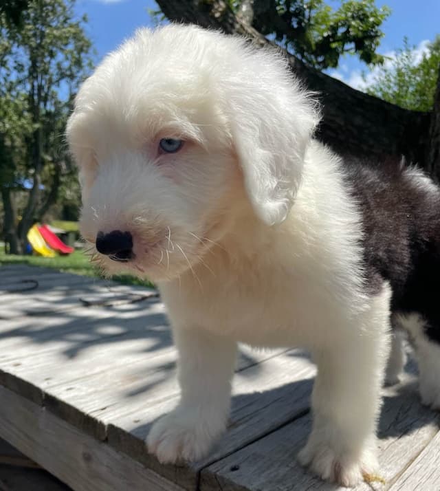 Old English Sheepdog Puppies media 17