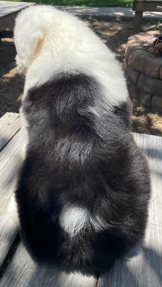 Old English Sheepdog Puppies media 18