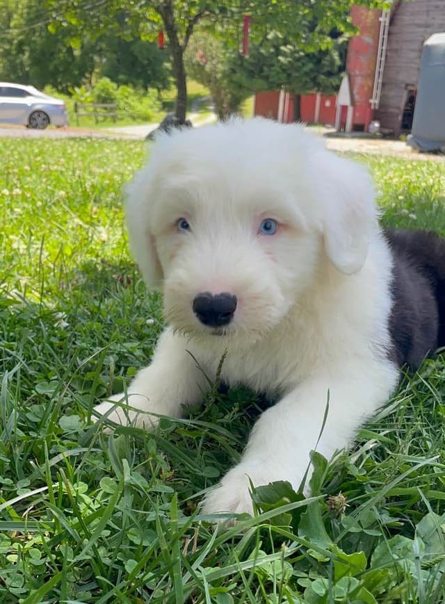 Old English Sheepdog Puppies media 19