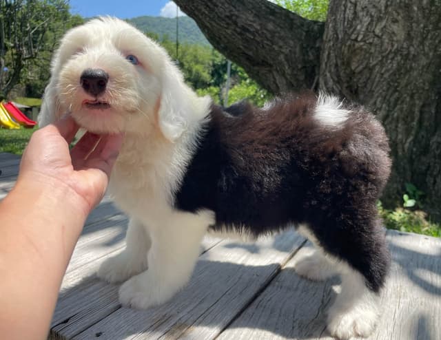 Old English Sheepdog Puppies media 21