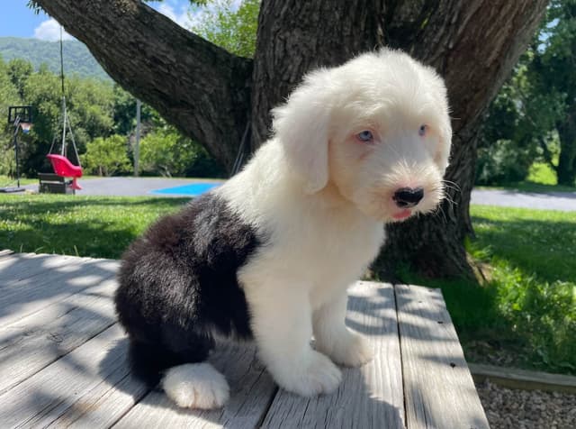 Old English Sheepdog Puppies media 20