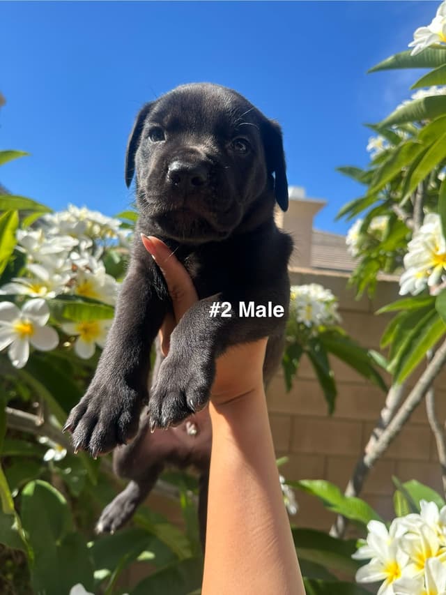 Cane Corso Puppies media 3