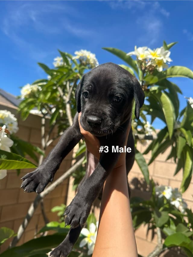 Cane Corso Puppies media 5