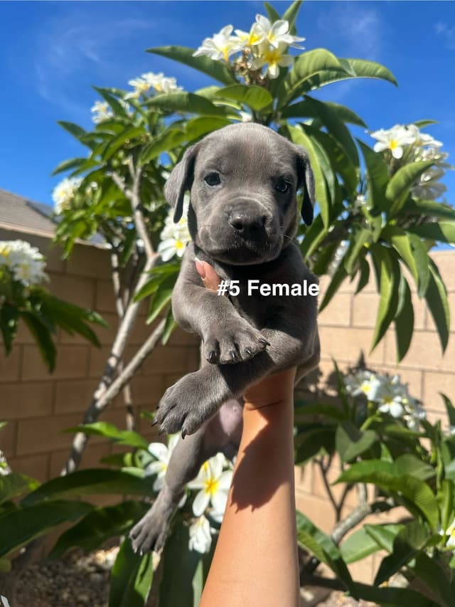 Cane Corso Puppies media 9
