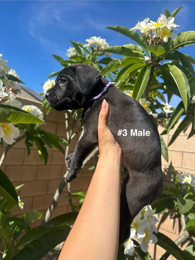 Cane Corso Puppies media 6
