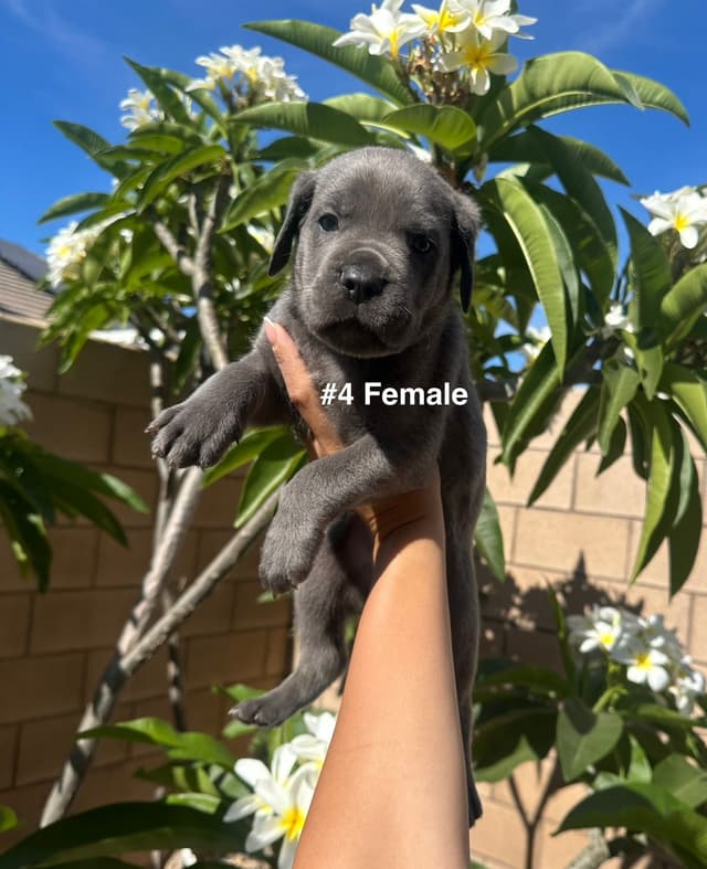 Cane Corso Puppies media 7