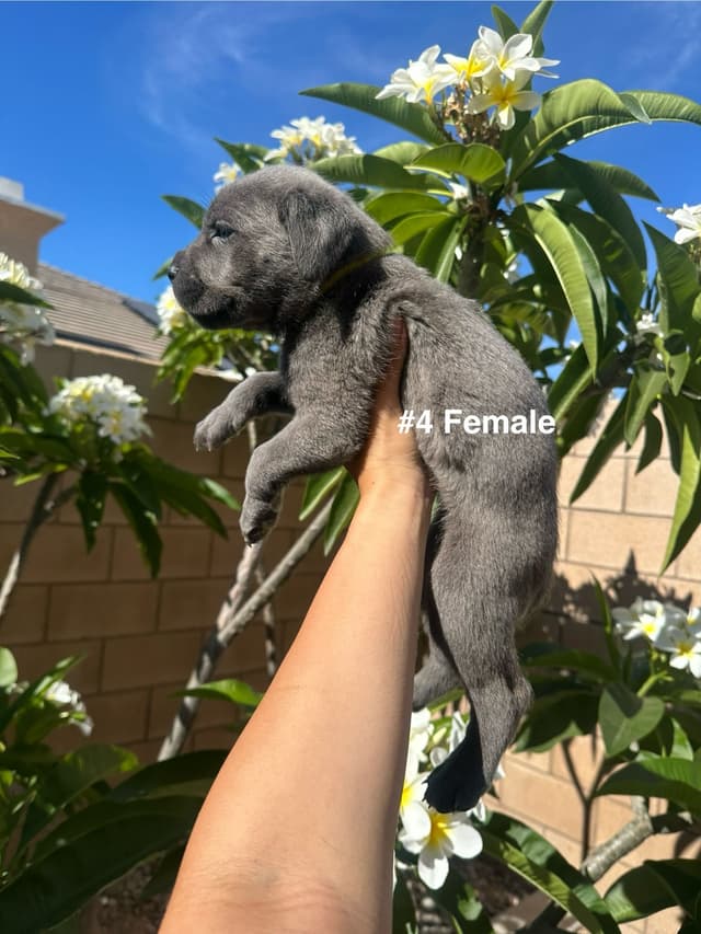 Cane Corso Puppies media 8