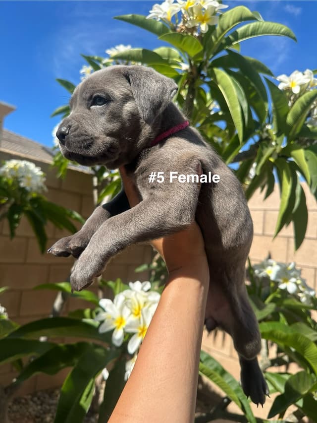 Cane Corso Puppies media 10