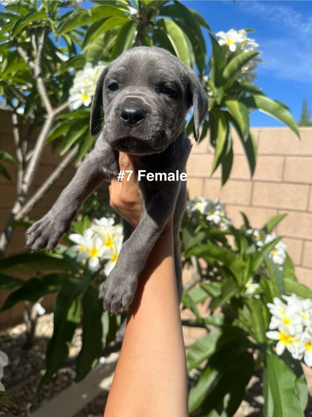 Cane Corso Puppies media 13