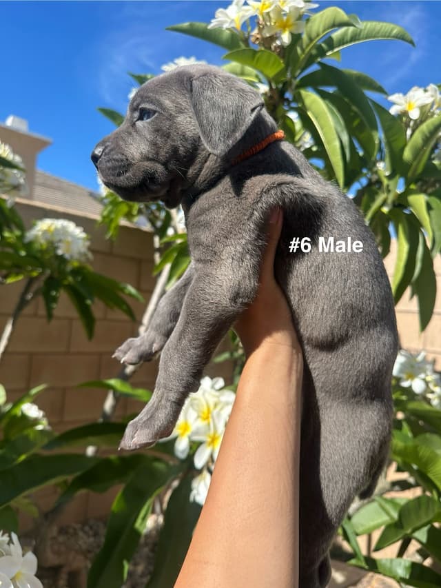Cane Corso Puppies media 12