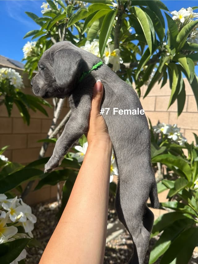 Cane Corso Puppies media 14