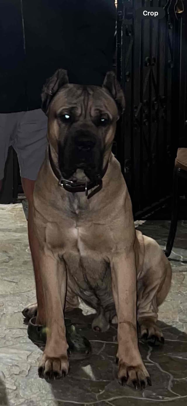 Cane Corso Puppies media 17