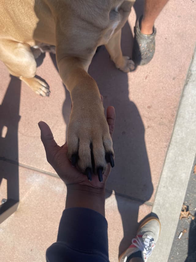 Cane Corso Puppies media 19