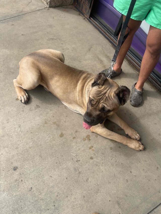 Cane Corso Puppies media 18