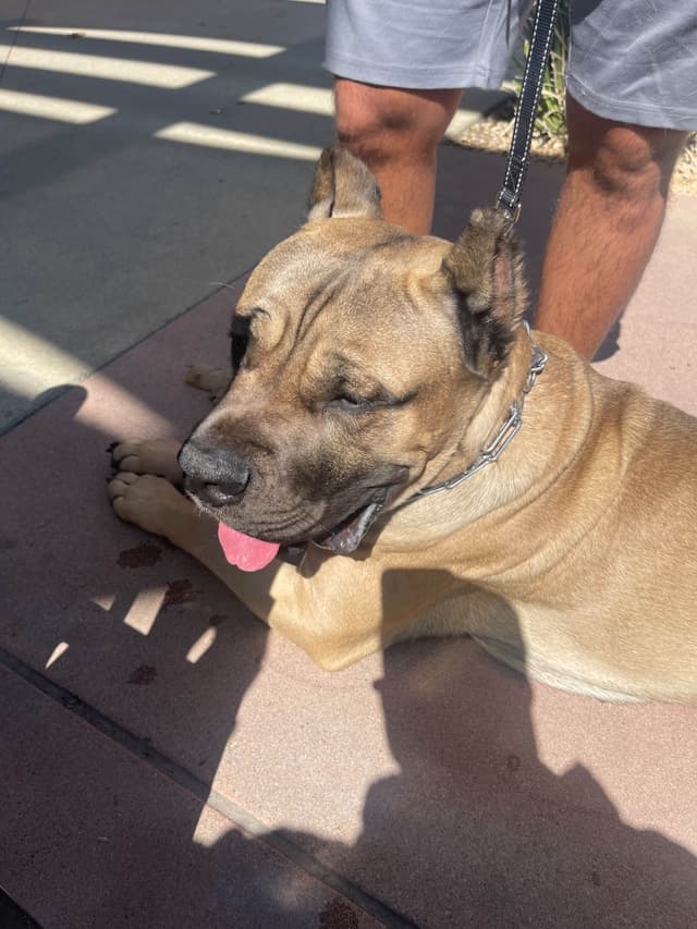 Cane Corso Puppies media 20