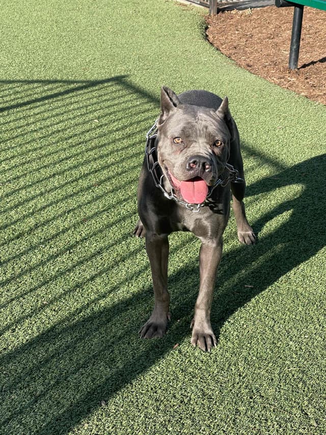 Cane Corso Puppies media 16