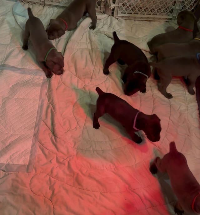 Cane Corso Puppies media 21