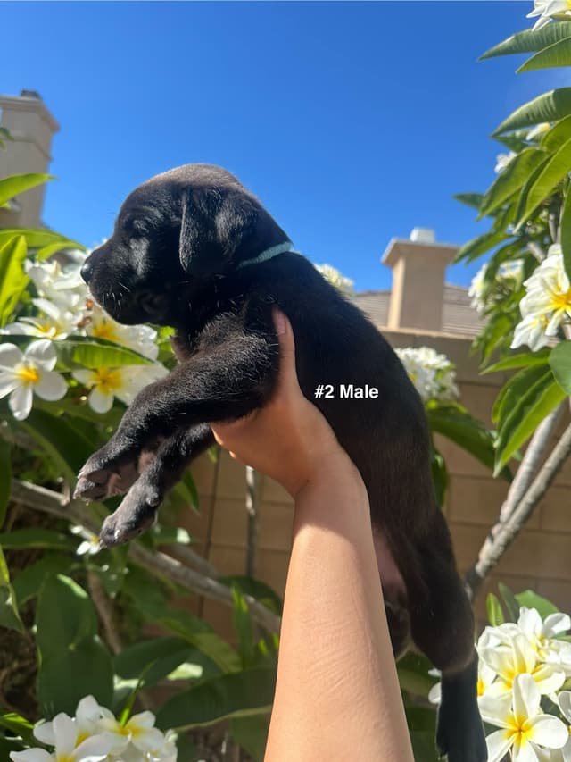 Cane Corso Puppies media 4