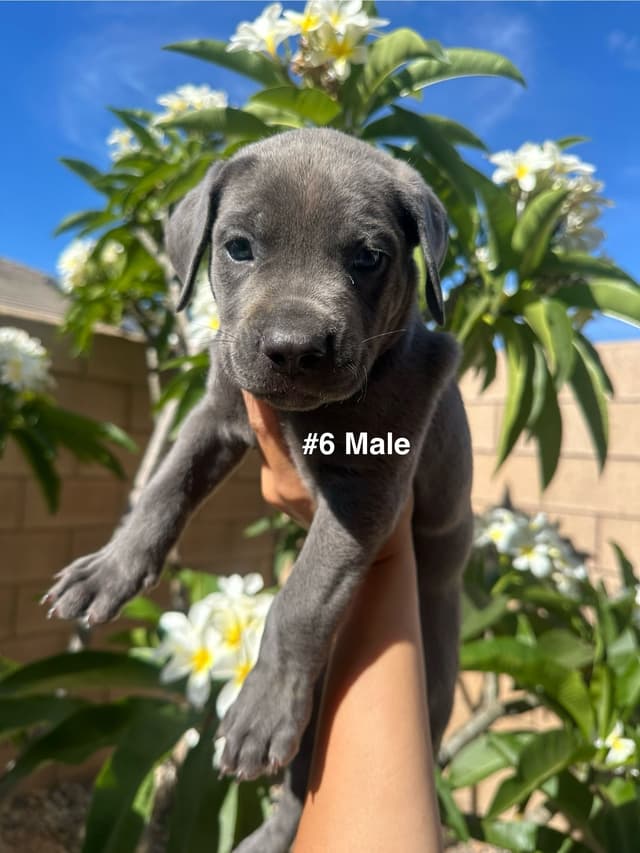 Cane Corso Puppies media 11