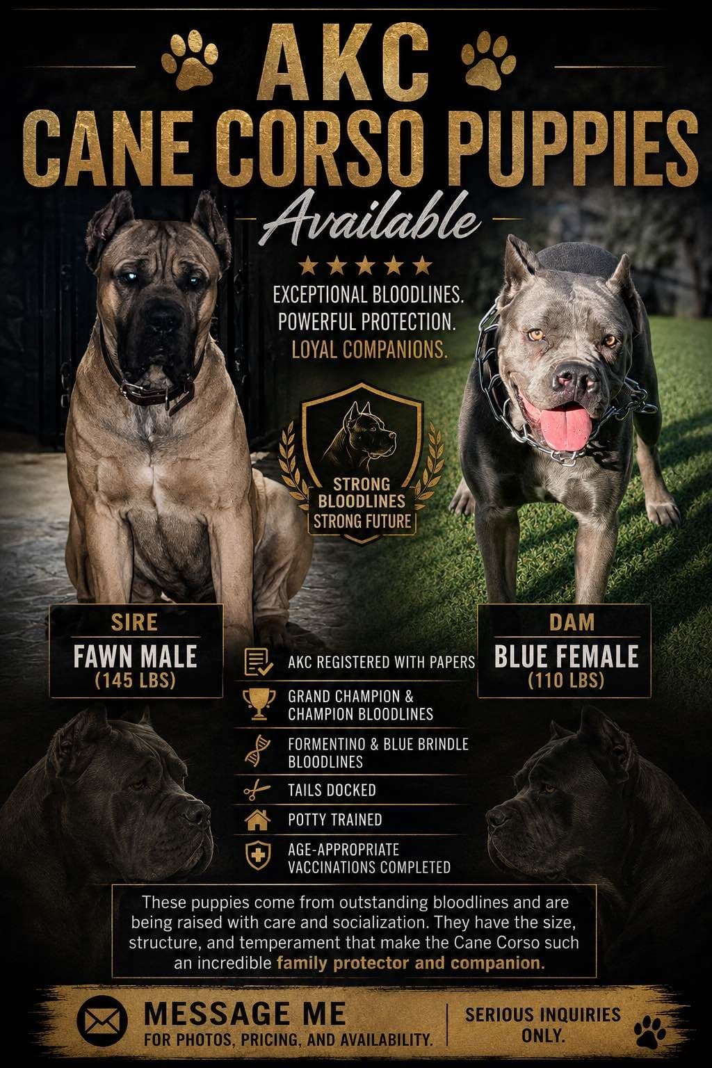Cane Corso Puppies breeder image 1