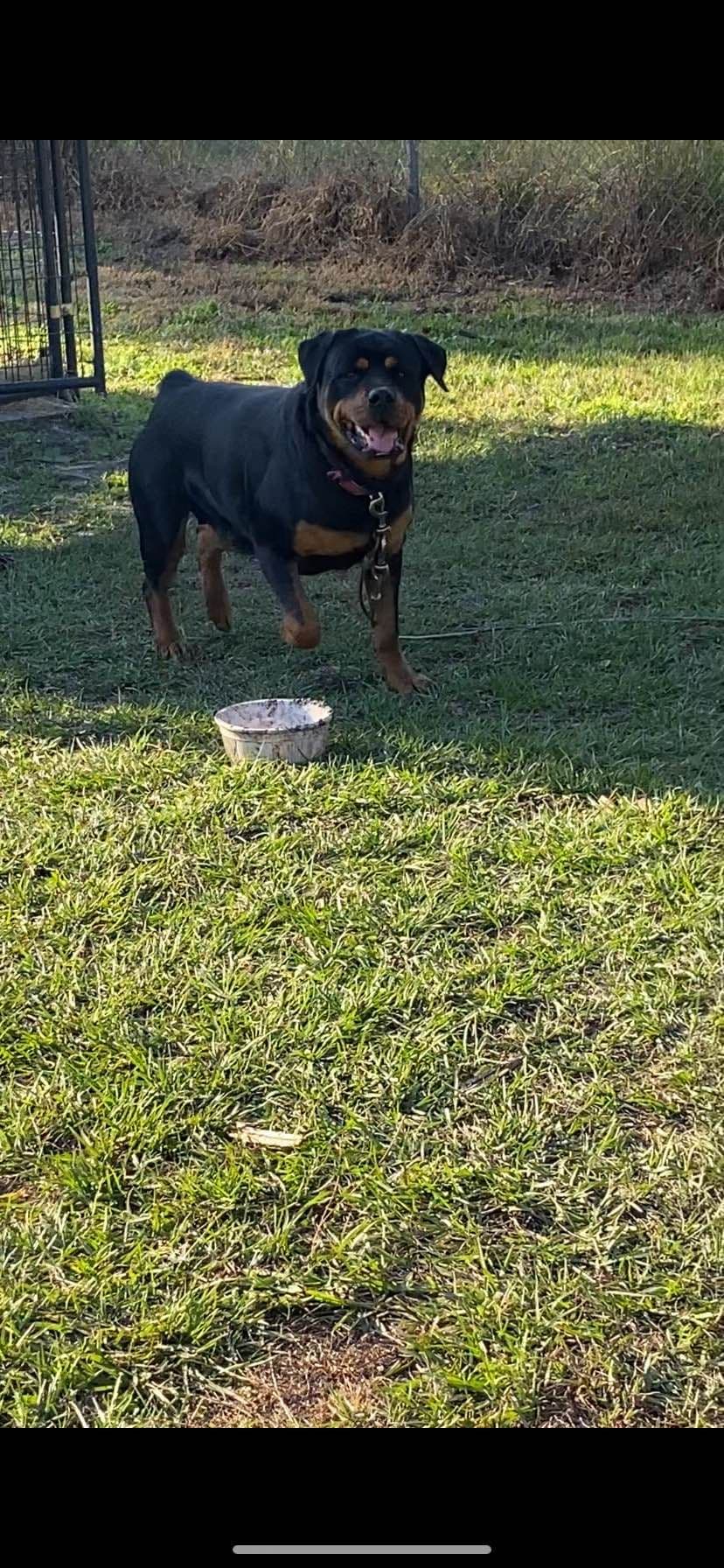 Rottweiler Puppies breeder image 1