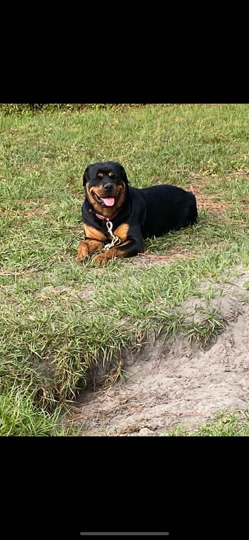 Rottweiler Puppies breeder image 3